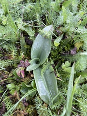 Himantoglossum hircinum