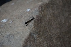 Heliocypha bisignata