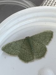 Phaiogramma faustinata