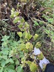Artemisia abrotanum