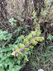 Artemisia abrotanum