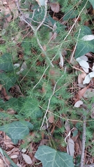 Asparagus acutifolius