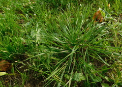 Poa