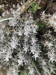 Santolina chamaecyparissus