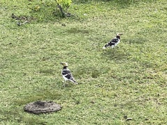 Gracupica nigricollis