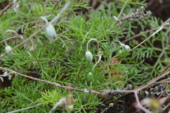 Geranium incanum