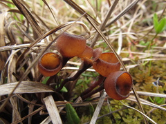 Sclerotiniaceae