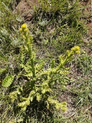 Berkheya umbellata
