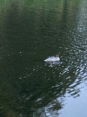 Mergus merganser