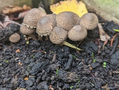 Pholiota terrestris