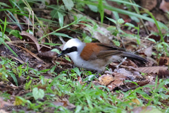 Garrulax leucolophus