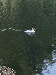 Mergus merganser