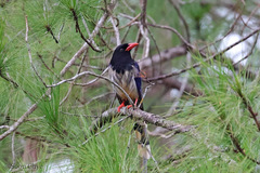 Urocissa erythroryncha