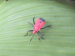 Dindymus sanguineus