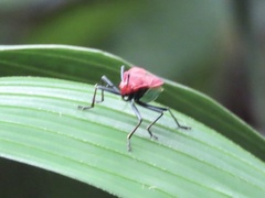 Dindymus sanguineus