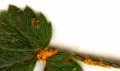 Phragmidium fragariae