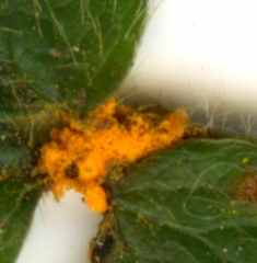 Phragmidium fragariae