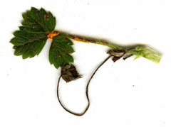 Phragmidium fragariae