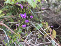 Comesperma volubile