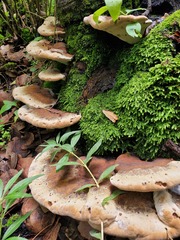 Fomitopsis schrenkii