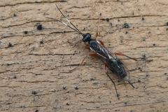 Cryptinae