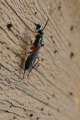 Cryptinae