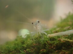 Caridina