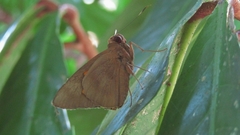 Erionota thrax