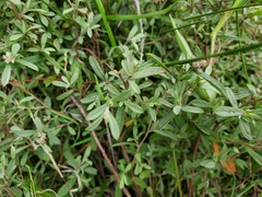 Crocanthemum glomeratum