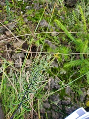 Pellaea ternifolia
