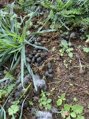 Oryctolagus cuniculus