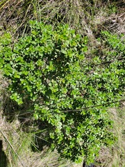 Baccharis conferta