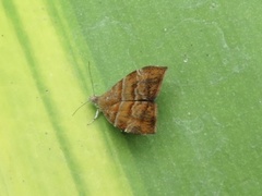 Choreutis