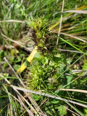 Lepechinia caulescens