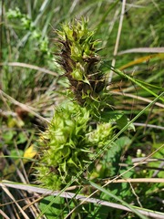Lepechinia caulescens