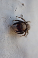 Euophrys