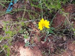 Gazania linearis linearis