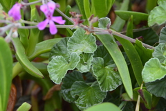 Pelargonium reniforme