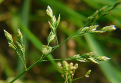 Poa