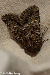 Polymixis lichenea