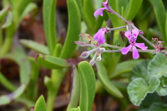 Pelargonium reniforme
