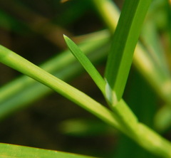 Poa
