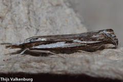 Catoptria staudingeri