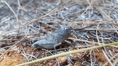 Pycnocrania grandidieri