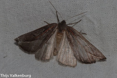 Compsoptera opacaria