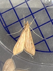 Antigastra catalaunalis