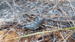 Pycnocrania grandidieri