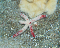 Linckia multifora