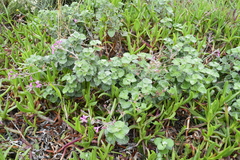 Pelargonium reniforme