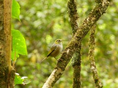 Zosterops lateralis lateralis